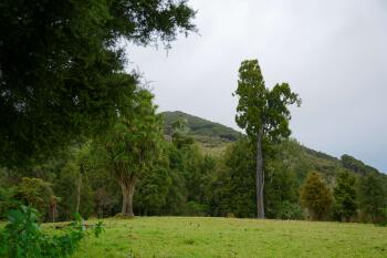 Grass pasture in the foreground and regenerating bush in the background
