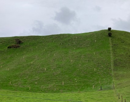 Poplar poles planted on a hillside