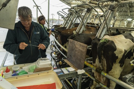 Technicians artificially inseminating dairy cows in the milking shed