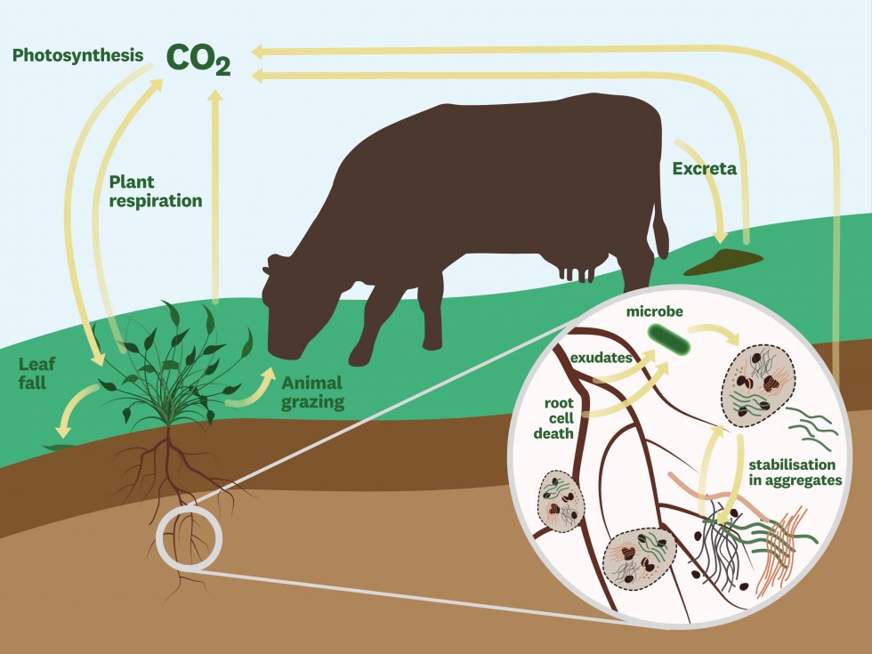 Soil carbon cycle diagram