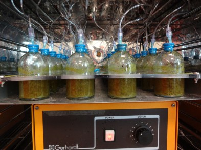 Rumen samples Rumen samples