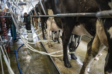 george moss dairy cows DAP2005 credit dave allen Cows being milked in the milking shed