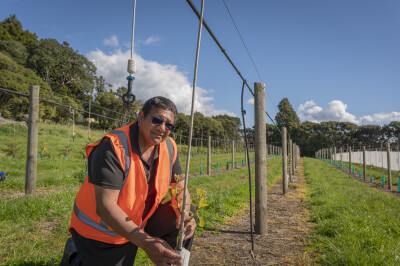 Māori man inspecting kiwifruit vines in a paddock