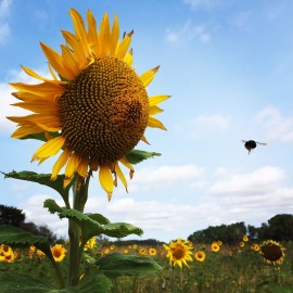 Sunflower and bumblebee in paddock on regenerative agriculture farm