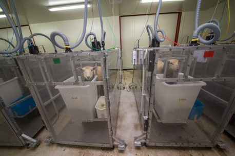 Sheep having their methane measured. Credit: AgResearch Limited.
