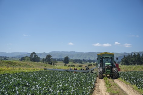 jay clarke DAP3373 credit dave allen Broccoli paddock with people picking and a tractor